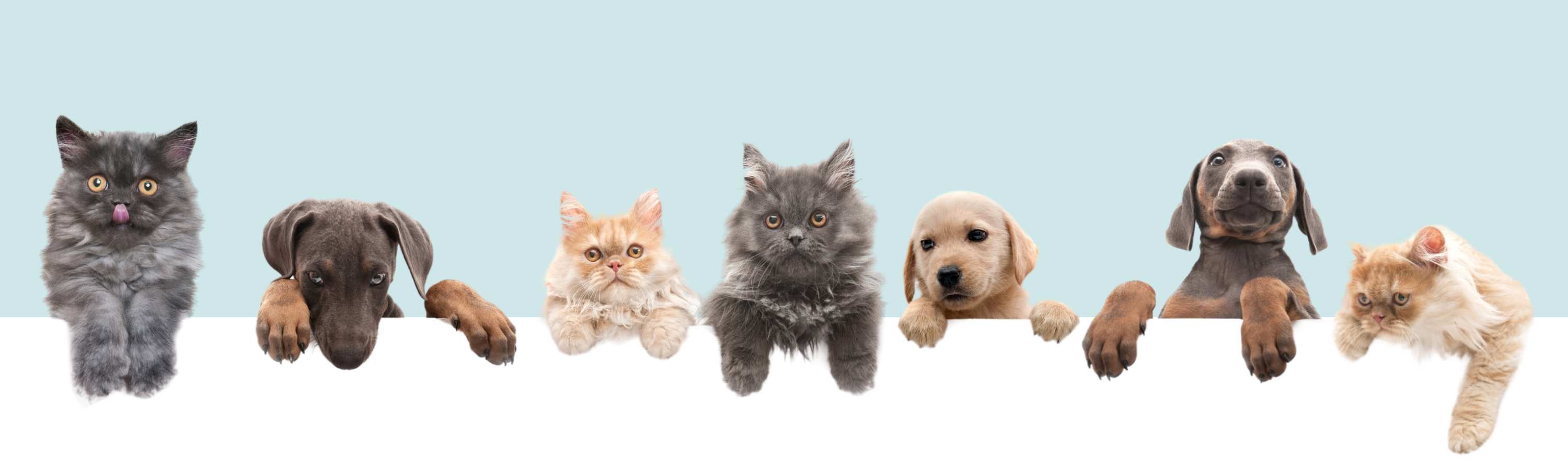 SCS required courses cats and dogs banner