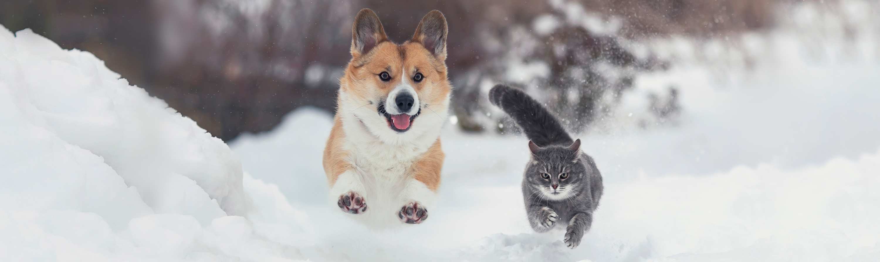 self-paced courses dog cat snow