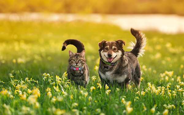 Cat and dog in field