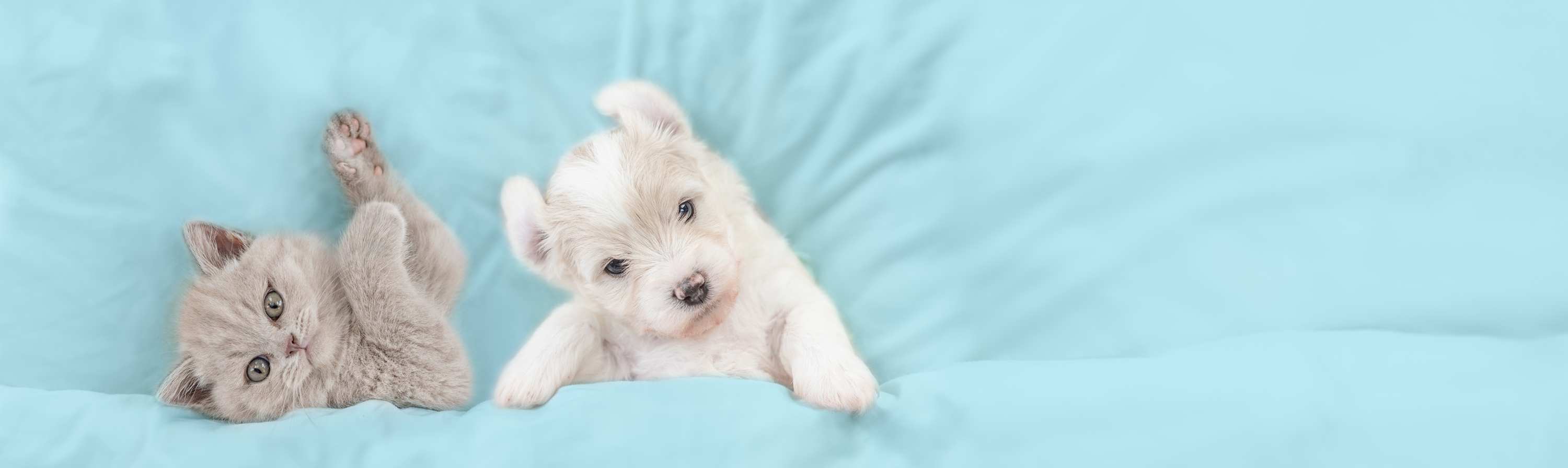 cat puppy bed banner