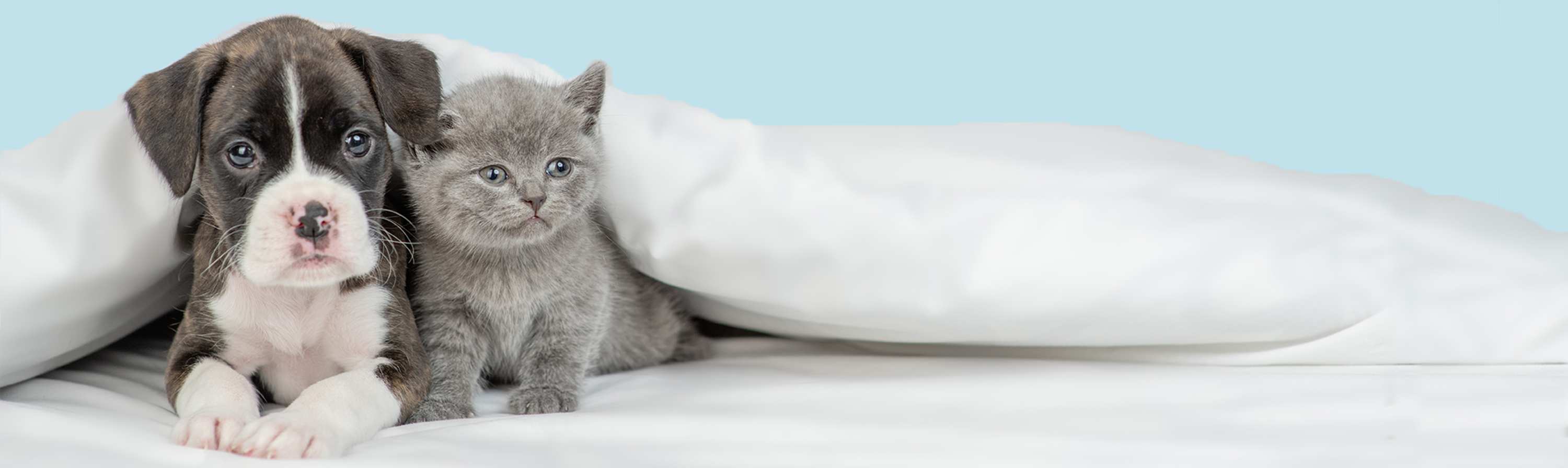 puppy kitten banner four rights