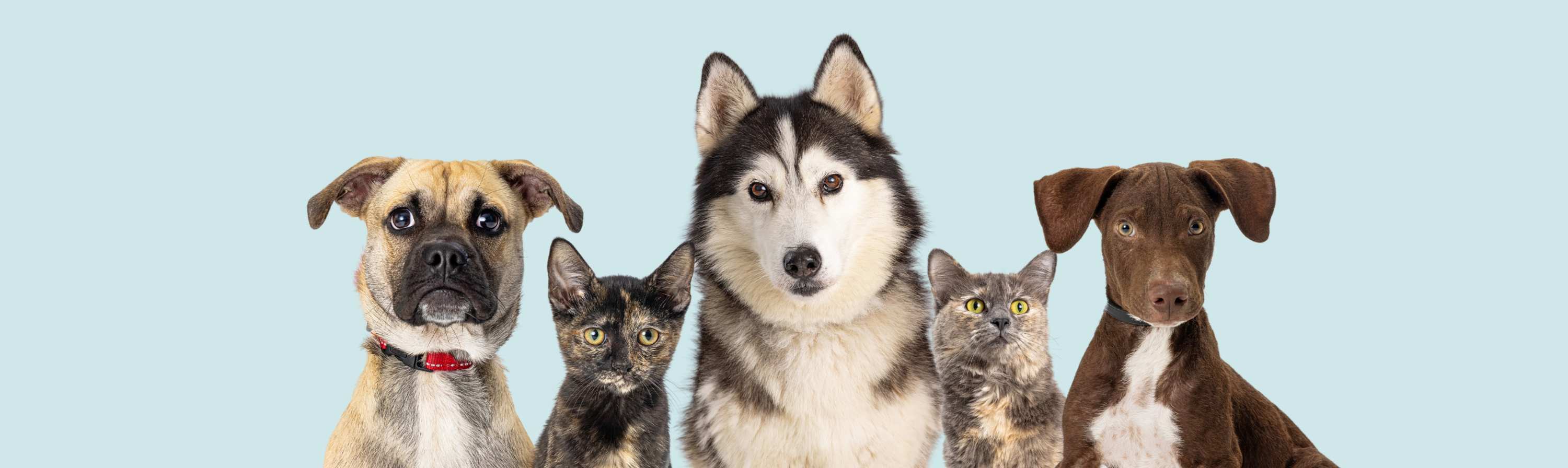 legal banner dogs and cats