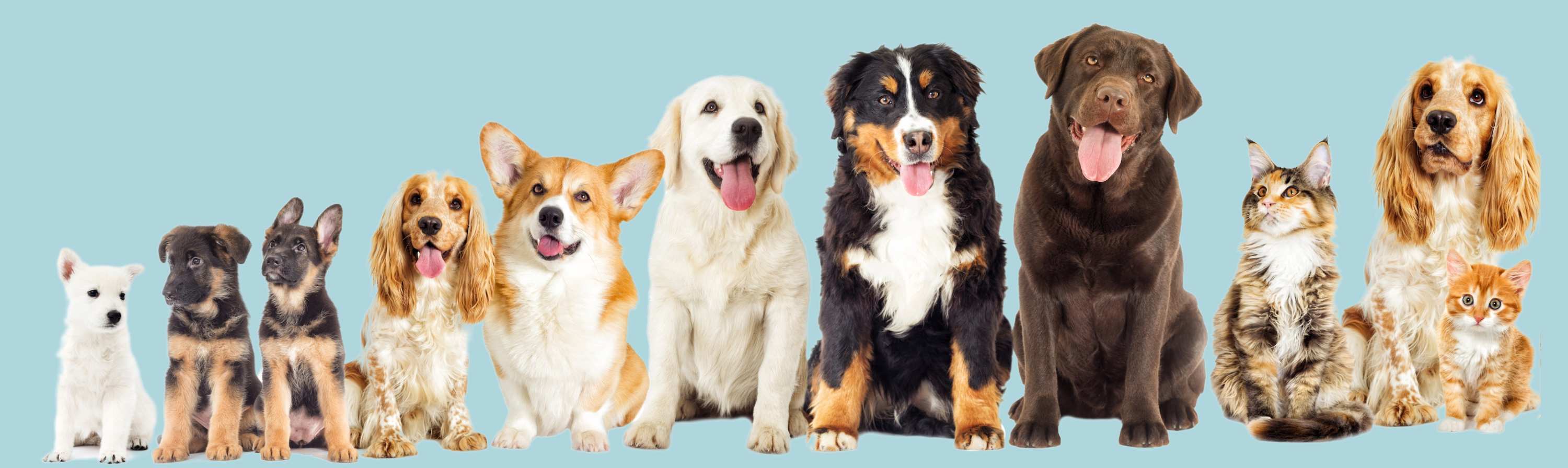 Packages banner dogs and cats
