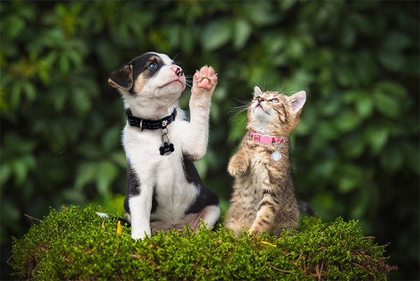 Puppy and kitten