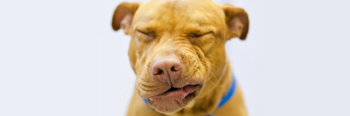 Sneezing Dog
