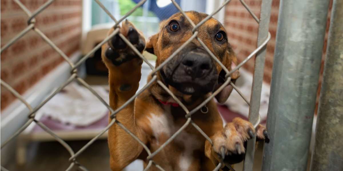 Brown and black puppy in cage 600 x 300 shutterstock 1971758900