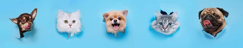 Dogs and Cats Punching Through Blue Background