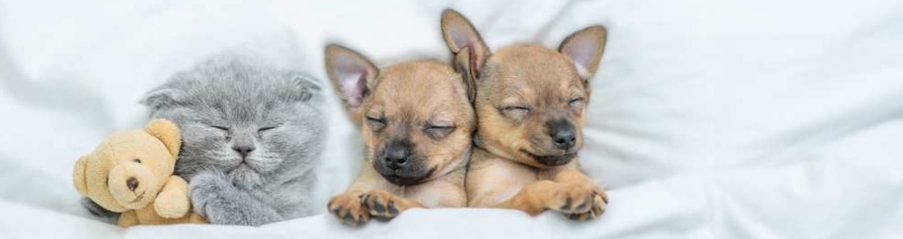 Puppies and Kittens in Bed