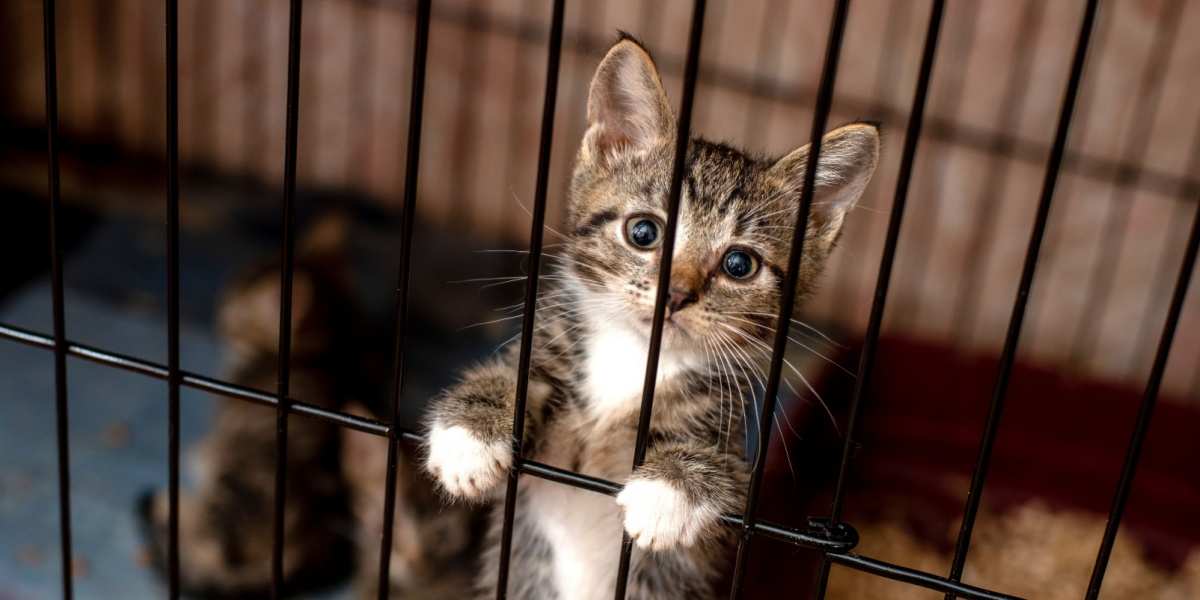 Kitten in cage 600 x 300 shutterstock 1831343638