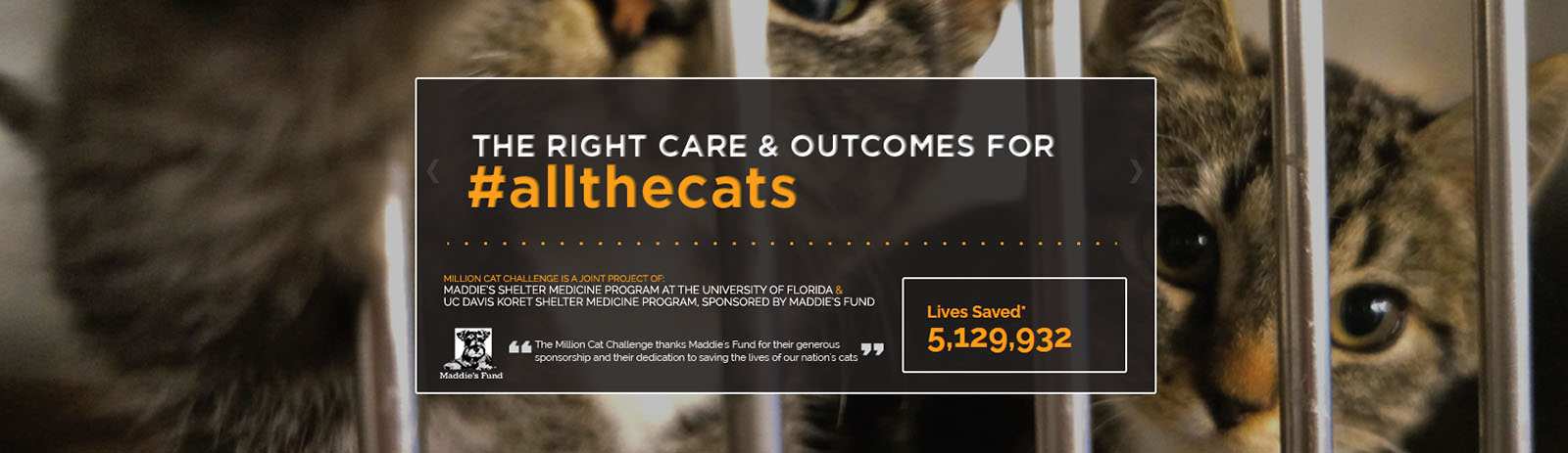 Banner from the Million Cat Challenge home page showing the tagline, The Right Care and Outcomes for all the cats 