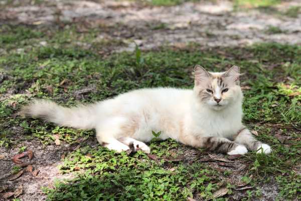 Cat lying on lawn