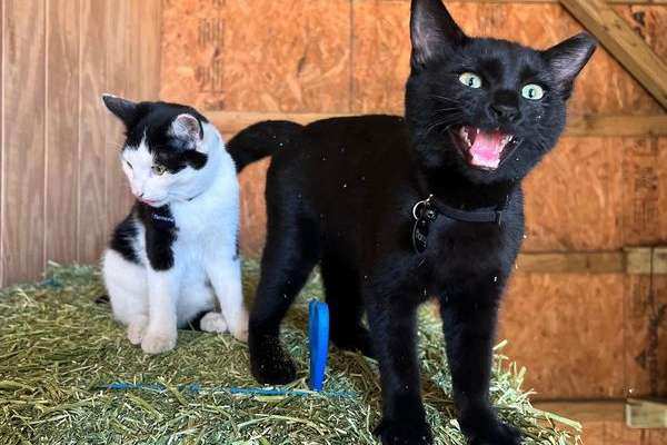 Cute black cat wearing a collar, meowing with its mouth wide open.