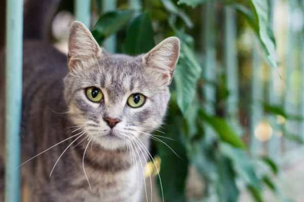 Close-up of cat