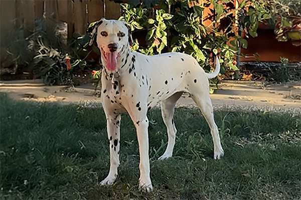 Dotty