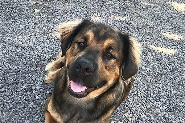 close-up of German Shepherd sitting in gravel