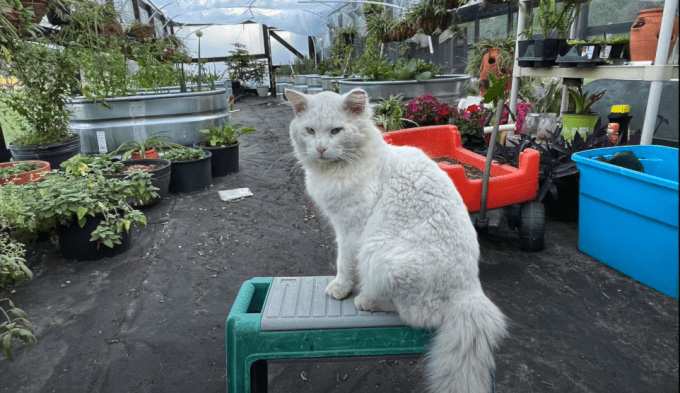 white cat sitting on a table in a plant nursery